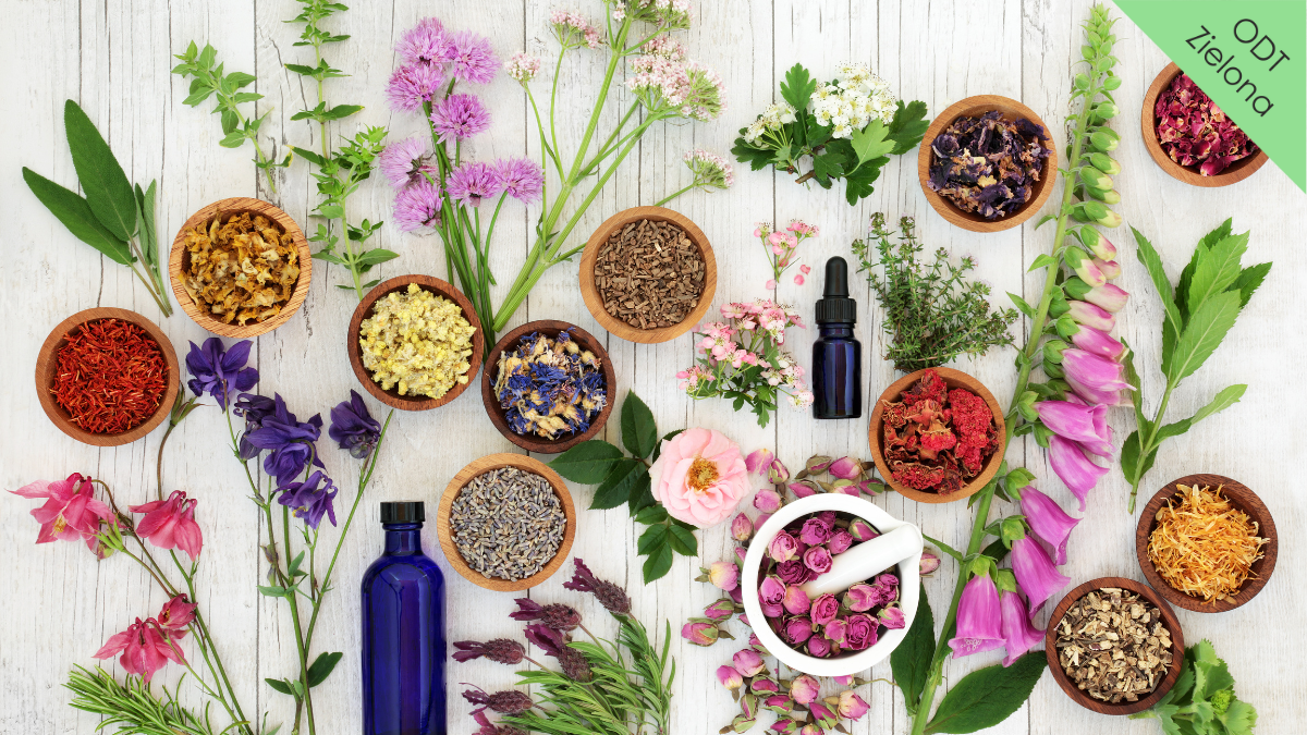 WARSZTATY ZIELARSKIE (Filia Zielona)