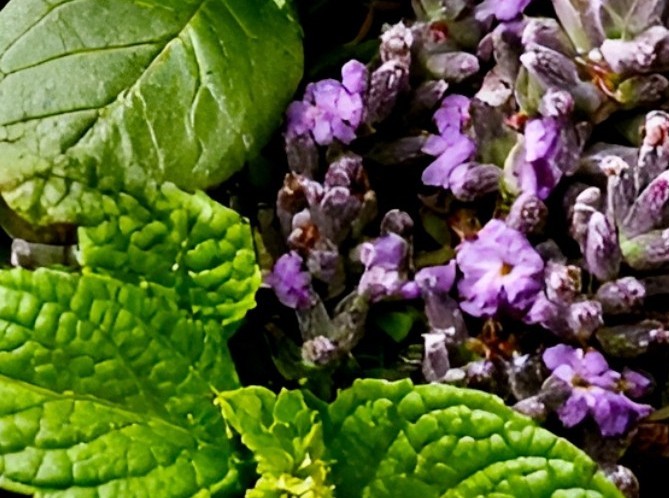 warsztaty zielarskie