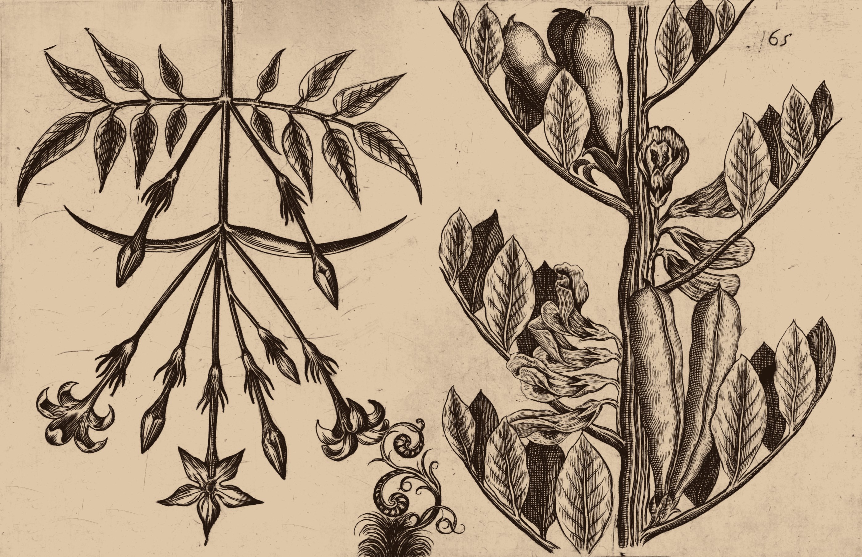 III Festiwal graficzny - Ryciny botaniczne - warsztaty z suchej igły